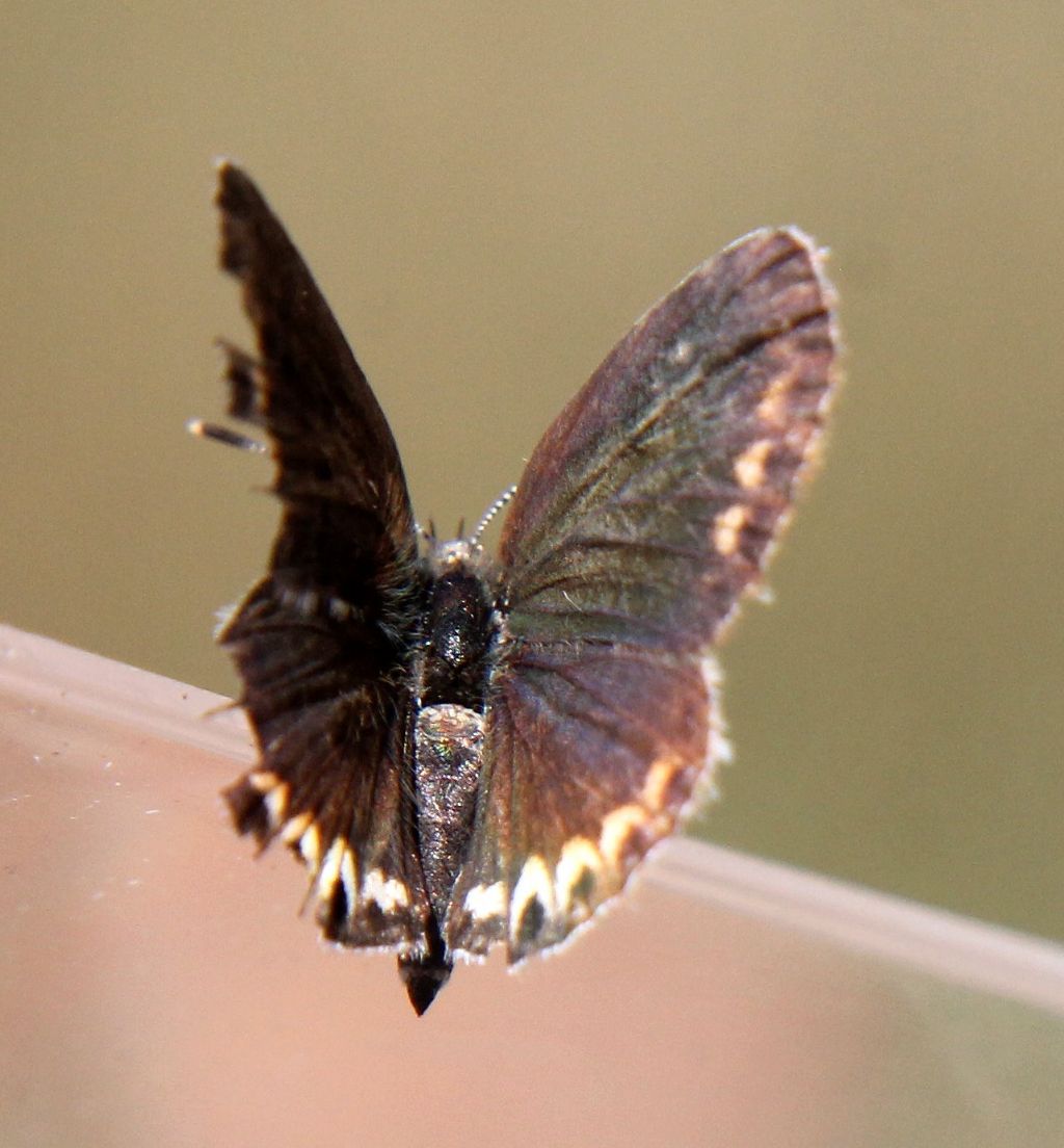 Anche questa Plebejus argyrognomon?.... No, Plebejus argus